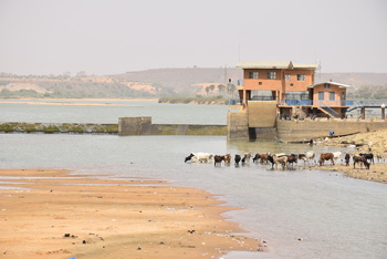 Eine Rinderherde steht an einem Wasserwerk in Niamey, Niger.