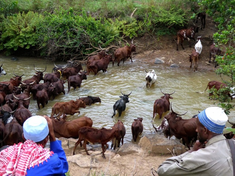 Zwei Hirten beobachten ihre Rinderherde, die einen Fluss durchquert. Copyright: GIZ