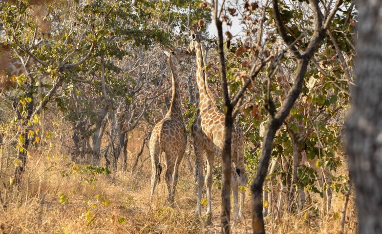 Zwei Giraffen streifen anmutig durch einen üppigen Wald und recken den langen Hals in die Baumkronen.