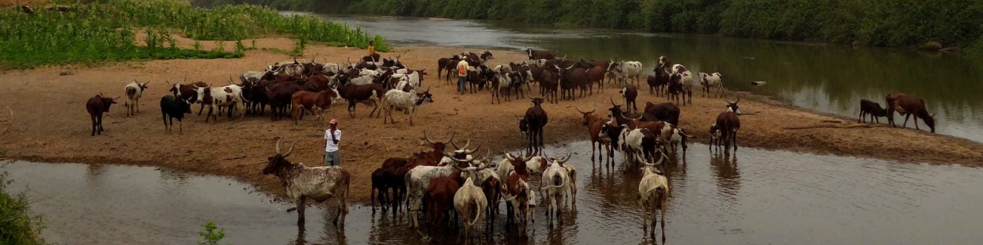 Landwirt*innen stehen mit ihrer Rinderherde an einem Fluss. Copyright: GIZ