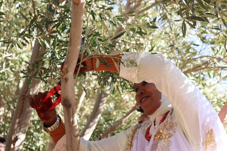 a woman is cutting branches on an olive tree.