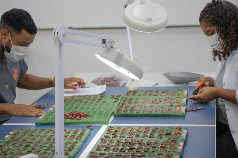 Two people conduct tests for quality assurance for cocoa.