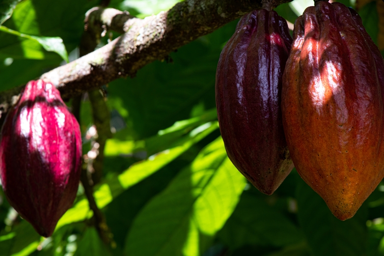 Purple cocoa fruit hanging on a tree.