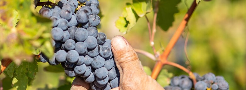 A hand picks ripe grapes.