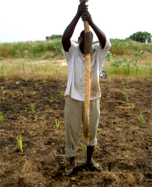Chad. Replanting after the floods: drought-resistant red and white sorghum (berbere) (Photo: Dr Anja Stache, AHT) © GIZ