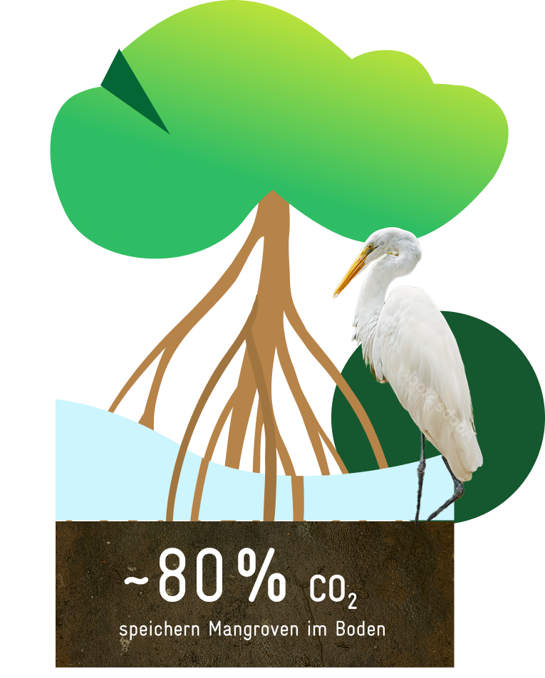 Illustration einer Mangrove mit Wurzeln, die in Wasser, bzw. darunter liegendes Sediment ragen. Rechts davon sitzt ein weißer Vogel. Im Bodenteil steht der Text: "80 % CO2 speichern Mangroven im Boden. 