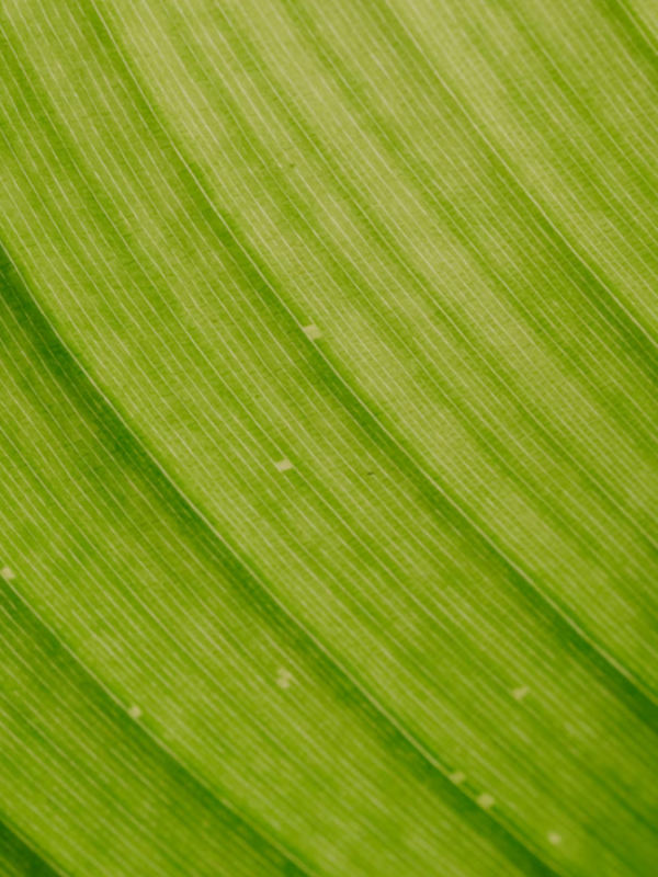 Nahaufnahme eines grünen Blatts.