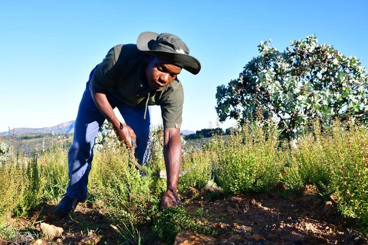 Man pulling a plant out of the ground