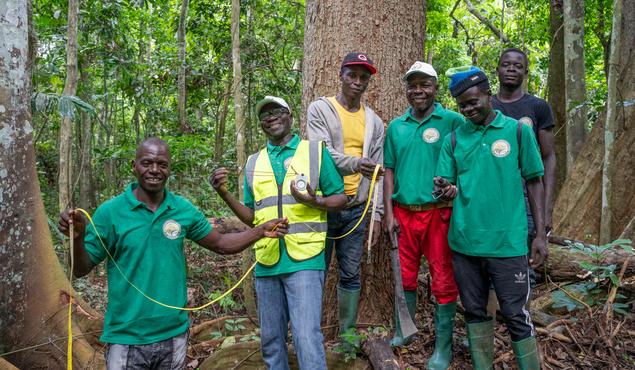 Eine Gruppe Männer im Wald von Yoko und Moloundou mit Maßbändern.