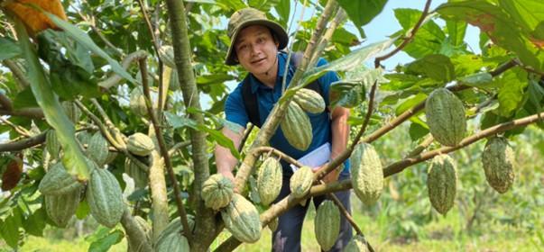 Farmer presents cocoa trees on his plantation.