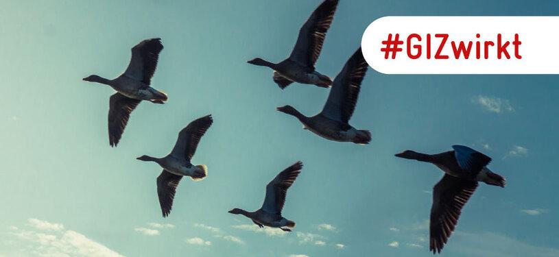 Eine Gruppe von Gänsen fliegt am Himmel.