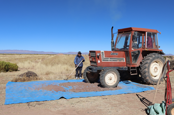 Quinoa is crushed with the help of a tractor.