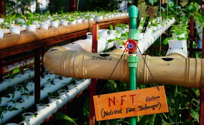 A water pipe in a greenhouse.