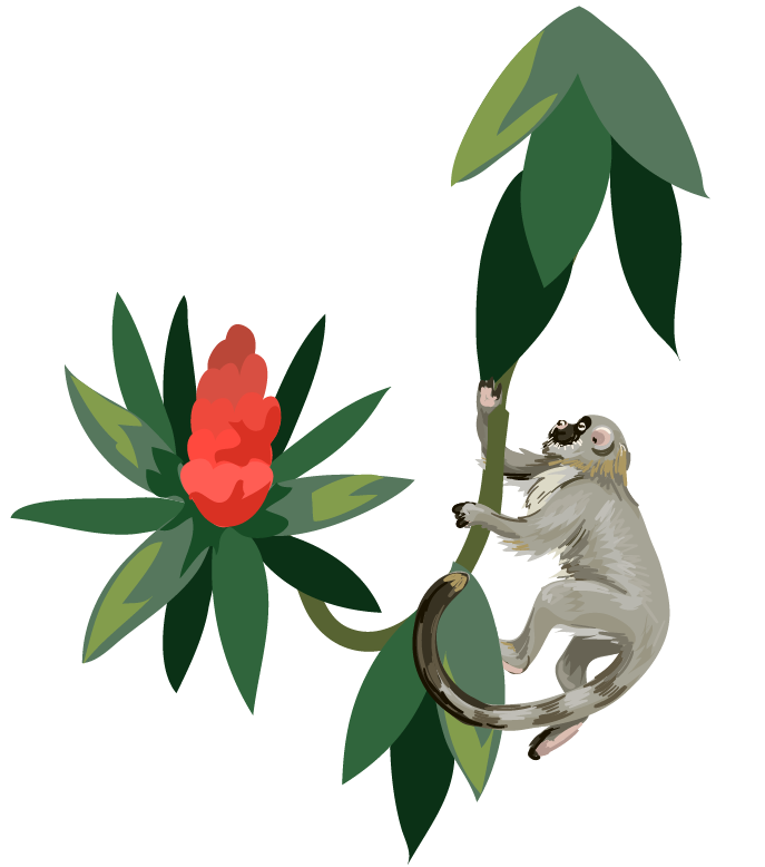 Illustration of a monkey on a branch