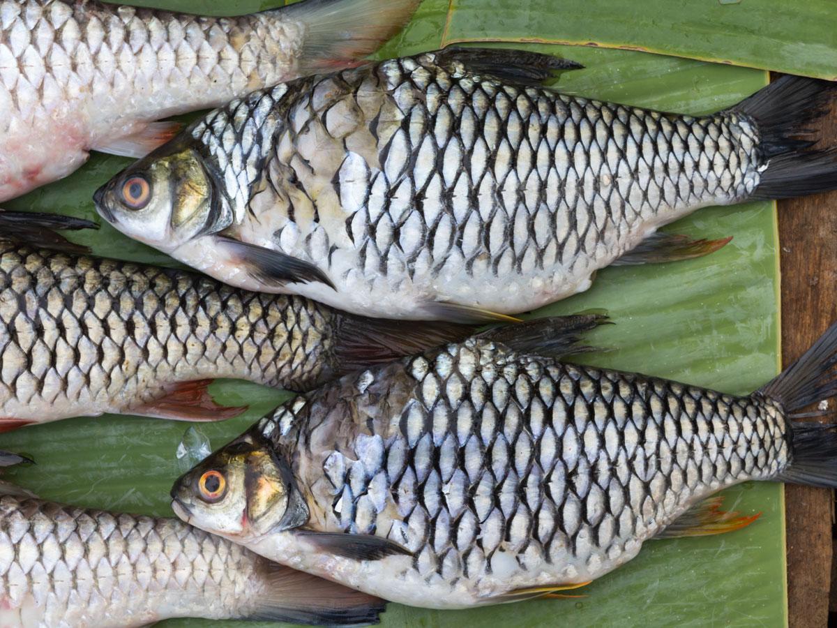 Captured fish on leaves