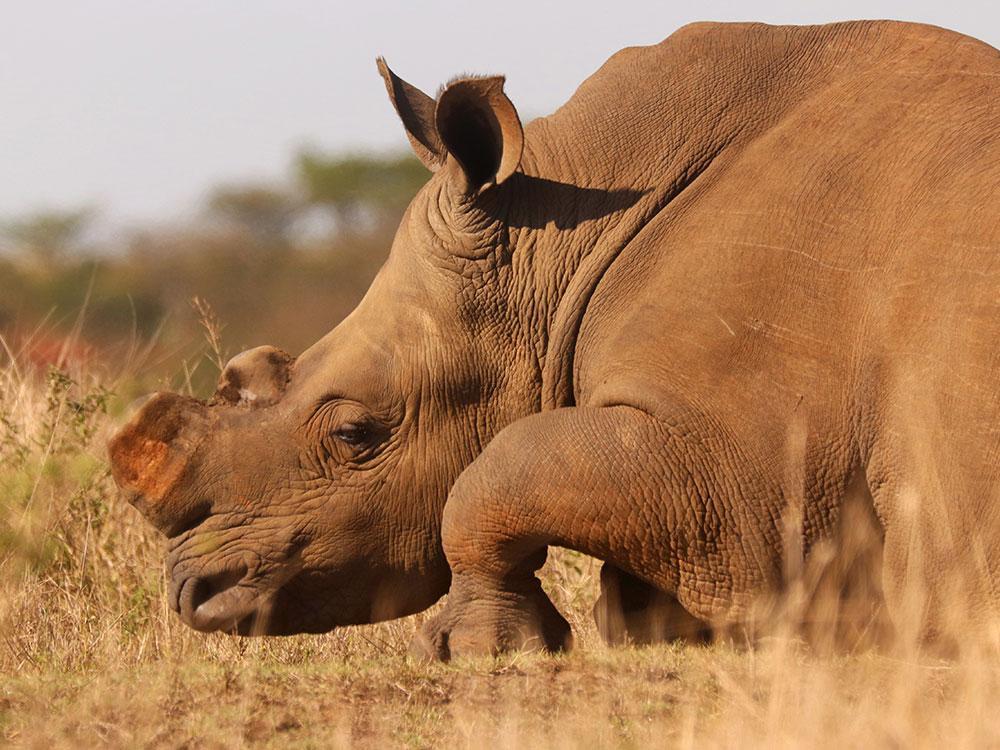 Dehorned rhino