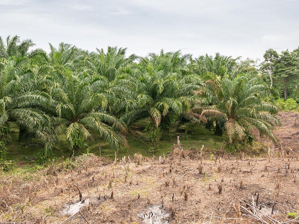 Deforested palm plantation