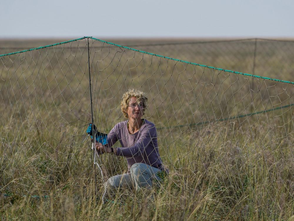 Prof Katrin Böhning-Gaese