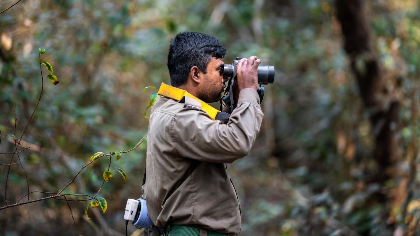 A ranger peers through binoculars