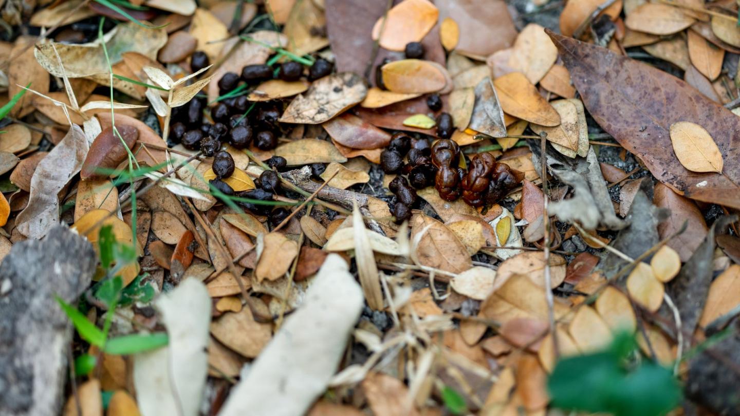 Excrement that serves as a trail