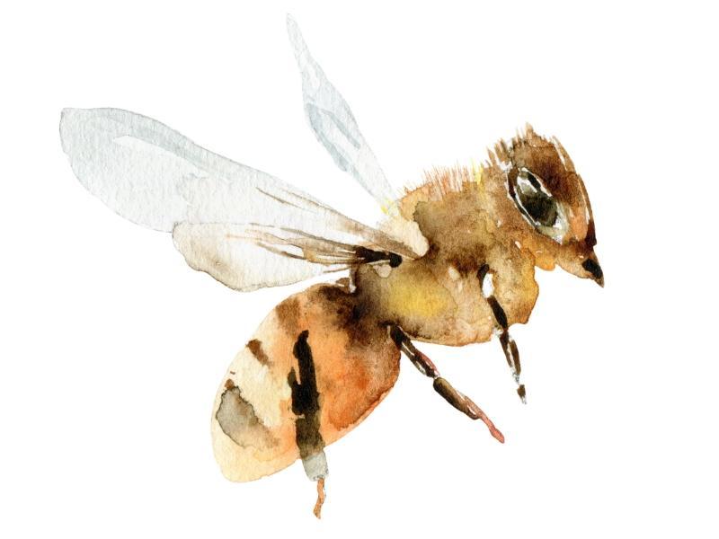 Eastern honey bee