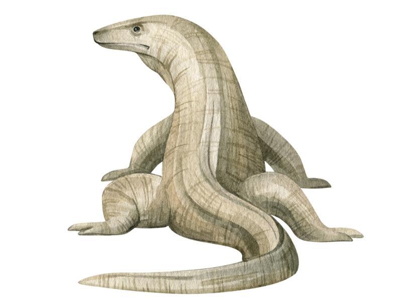 Komodo dragon