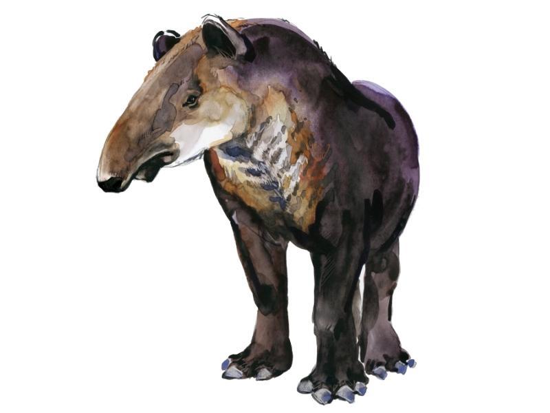 Baird’s tapir