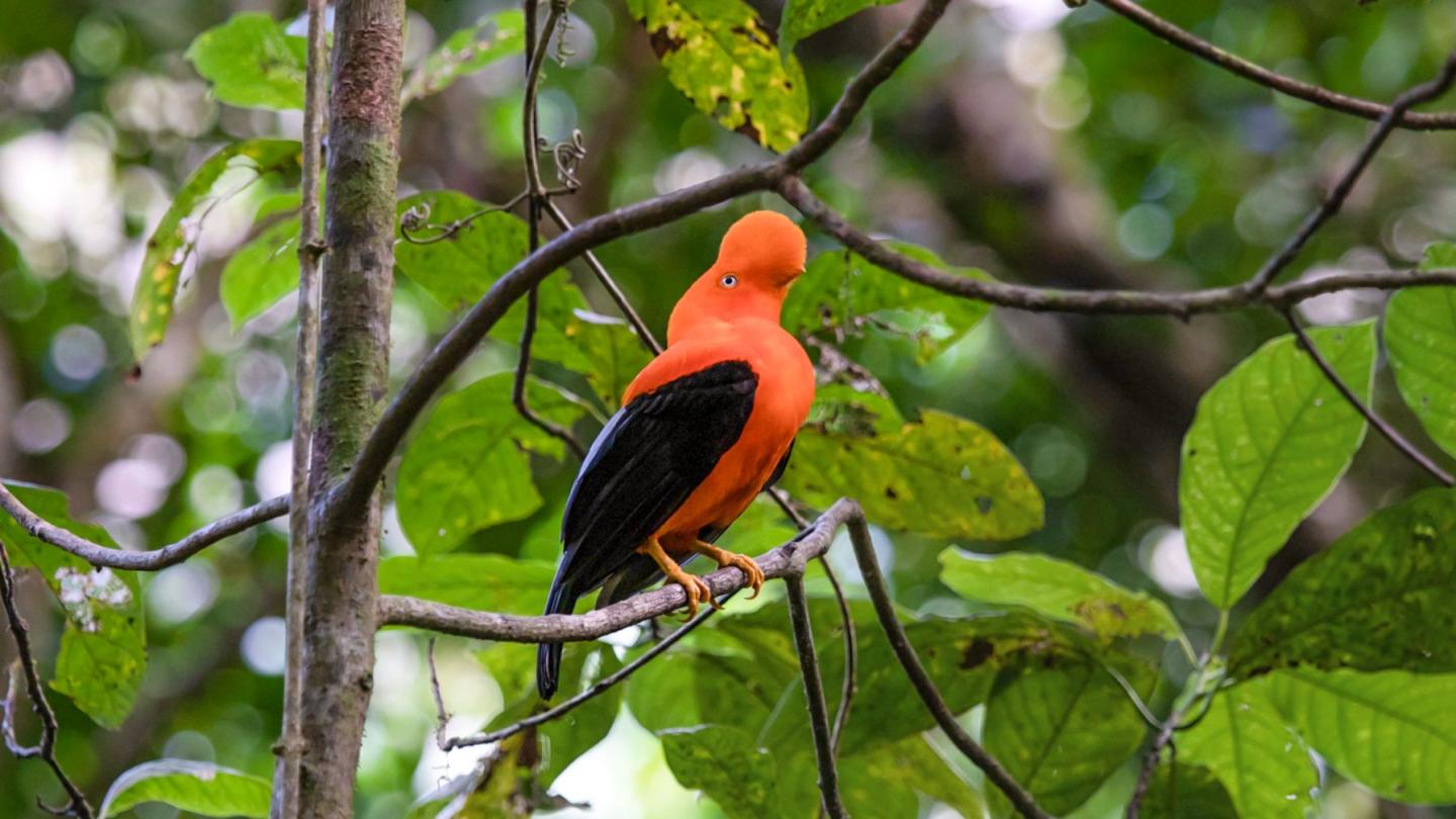 A bright red-orange rock cock sits on a branch in the dense, green rainforest.