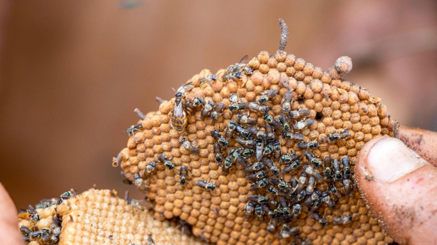 Close-up of a hand holding a honeycomb with several bees.