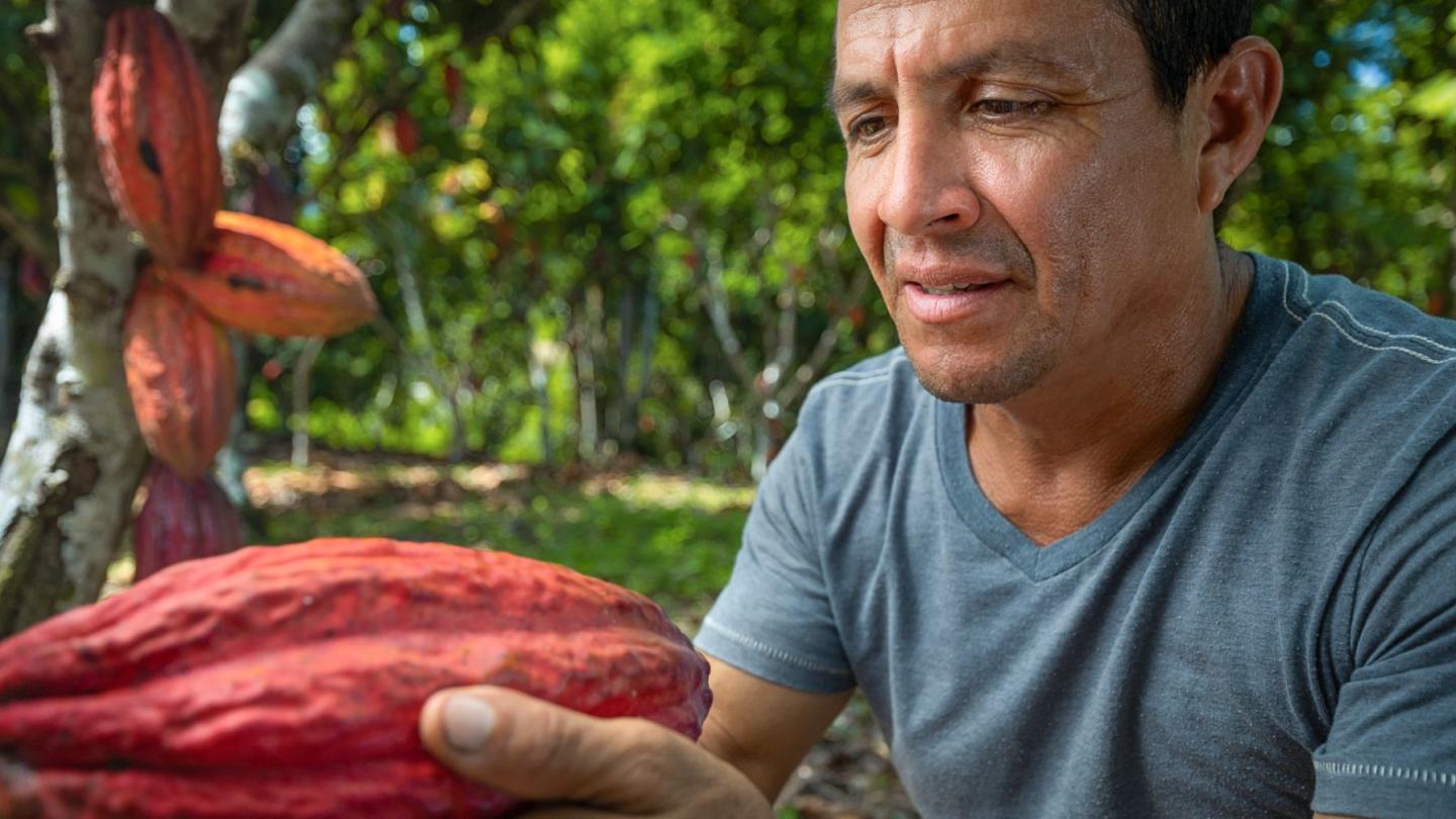 A man in a blue T-shirt looks at a large red cocoa pod.
