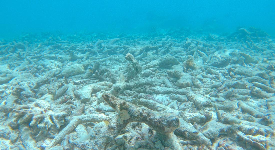 Unterwasseraufnahme eines toten Korallenriffs