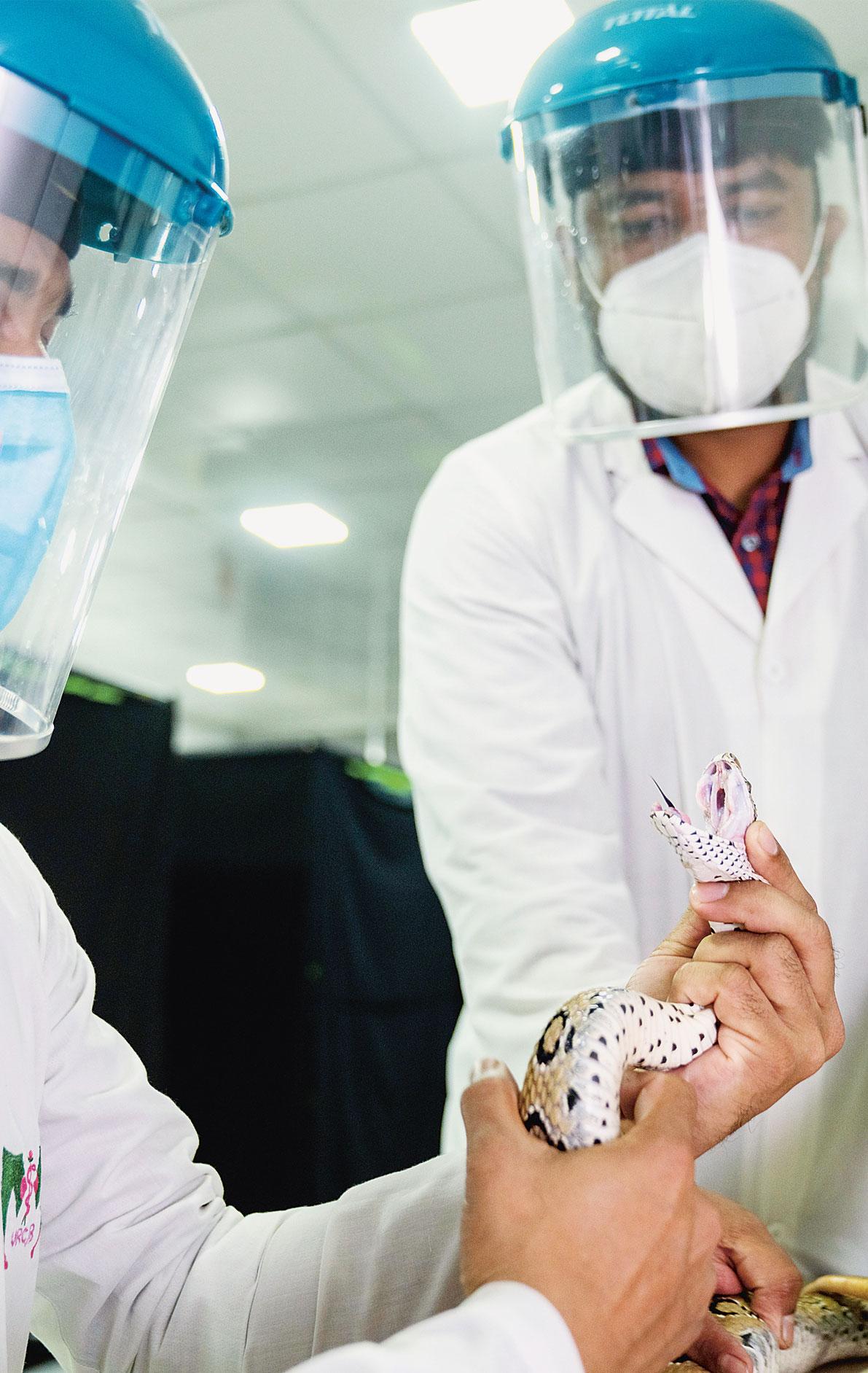 Two doctors in white coats and face masks holding a snake in their hands