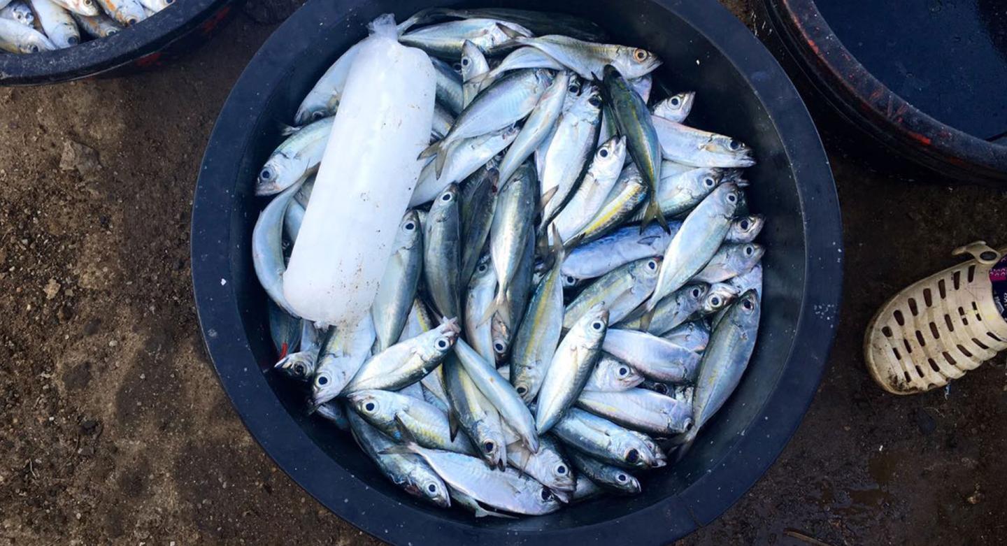 To prevent fish from spoiling in the tropical heat, people rely on block ice for cooling.