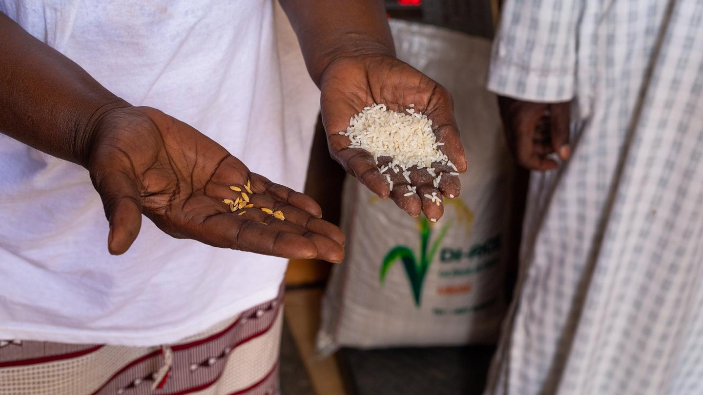 Rice after harvest in the hands of a farmer's wife