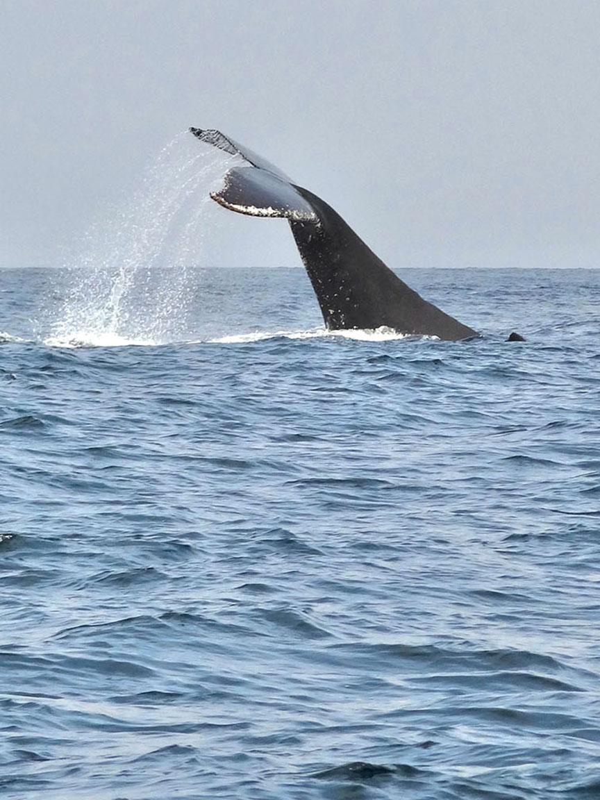 A whale lifts its fluke out of the water as it dives into the open sea, spraying water into the air.