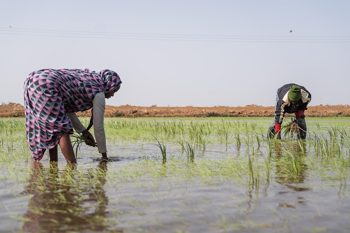 Two people are standing in a field filled with water and harvesting plants.