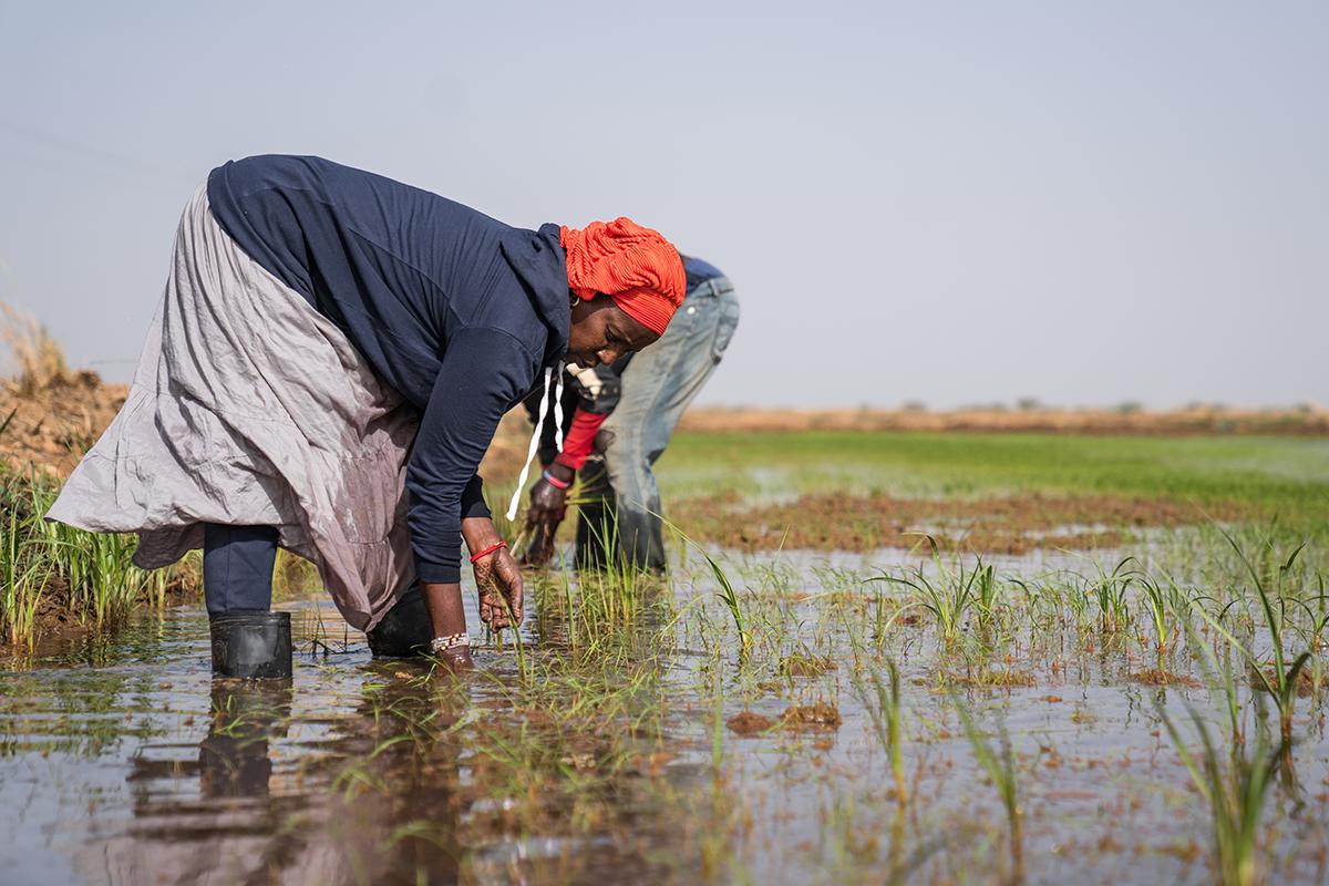People working in a field on irrigated land