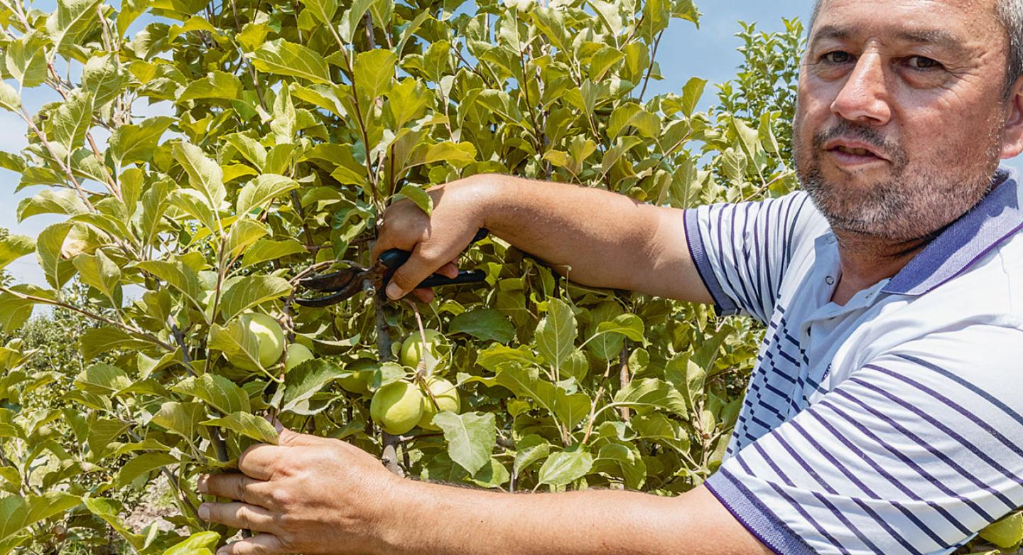 Where there is sufficient water, fruit trees thrive, as farmer Hidayatov in the Fergana Valley demonstrates.