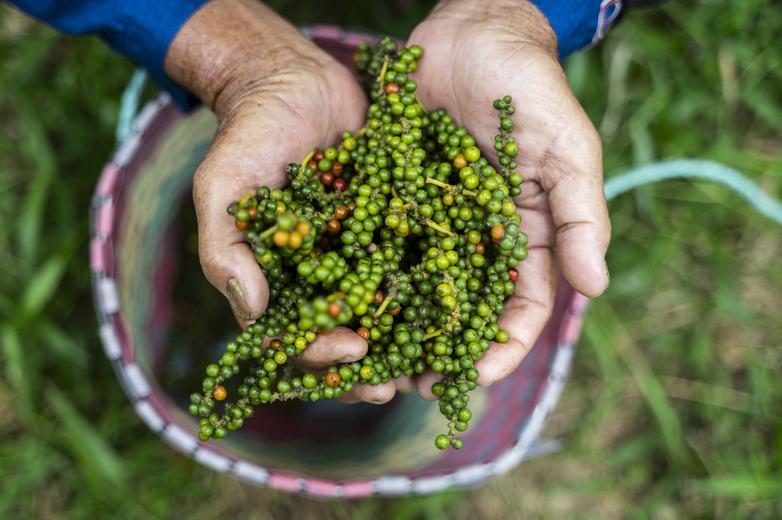 A person is holding a basket of fresh green beans.