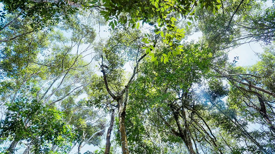 Looking up at the canopy of a forest