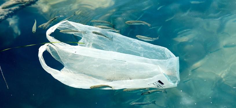 Eine Plastiktüte schwebt zwischen kleinen Fischen im Meer.