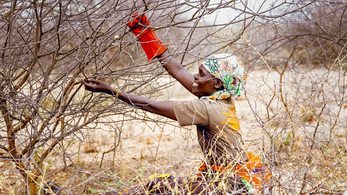 A woman with a brightly coloured headscarf pictured in an arid landscape next to a bare tree, grabbing the branches with both hands. On her right hand she is wearing a large red glove. 