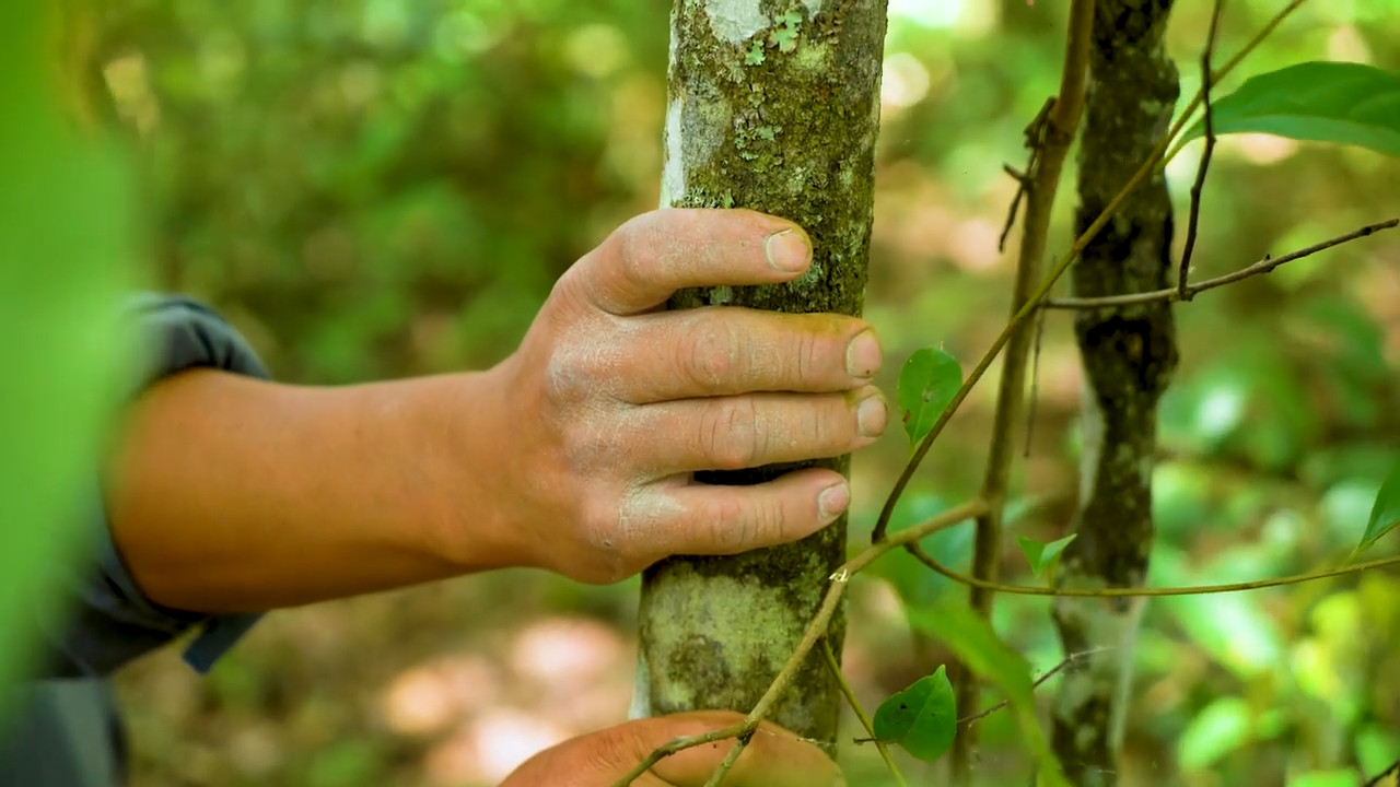 A hand clinging to a young tree.