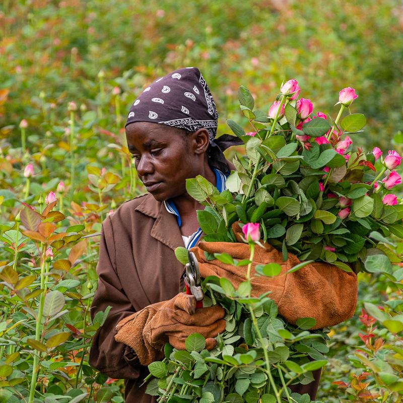 Woman holding a large bouquet of picked roses.