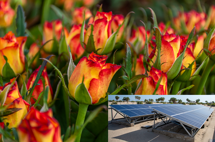 Roses from a flower farm and solar panels in Kenya.
