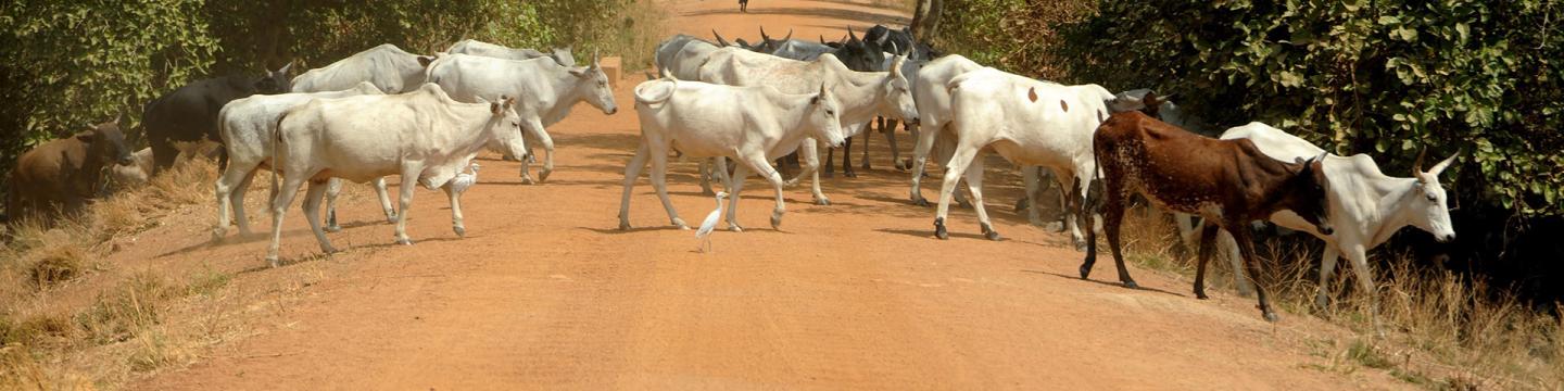 Menschen und Tiere in einem Dorf in der Sahelregion.