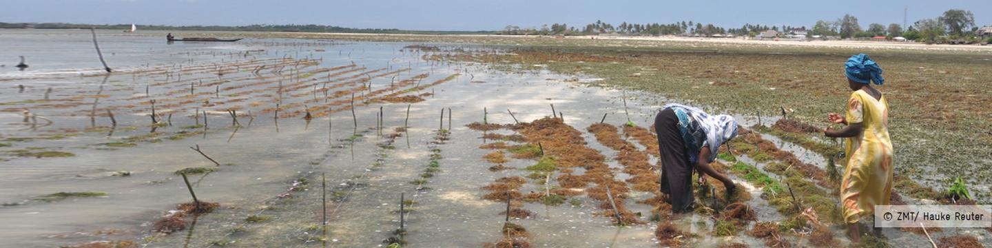 Zwei Frauen ernten Algenkulturen. © ZMT/ Hauke Reuter