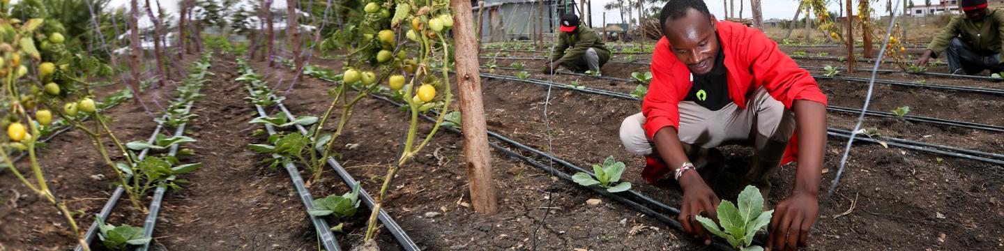 Ein Mann setzt auf einem Feld junge Gemüsepflanzen.