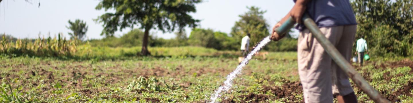 Ein Feld wird von einem Mann mit einem Schlauch bewässert.