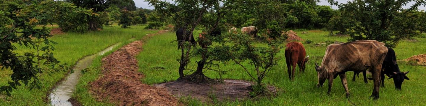 Rinder grasen neben einem von Gemeinden konstruierten Versickerungsgraben